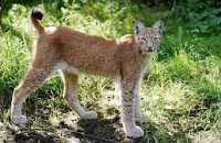 De lynx werd gezien op de werf in Gimåfors.