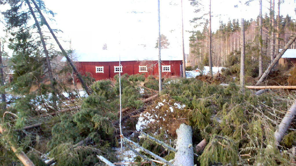 Bara ett fåtal träd stod kvar efters Ivars verkningar i skogdungen mellan Lindahls och Wikholms ladugård.