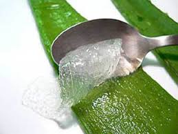 Aloe Vera, read more about the plant.