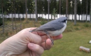 Vogel am Navarn.